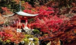 日本成片在线观看,揭秘热门影视作品背后的故事